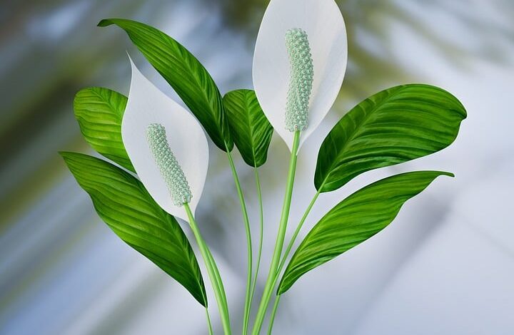 Why are the leaves on peace lily turning yellow?