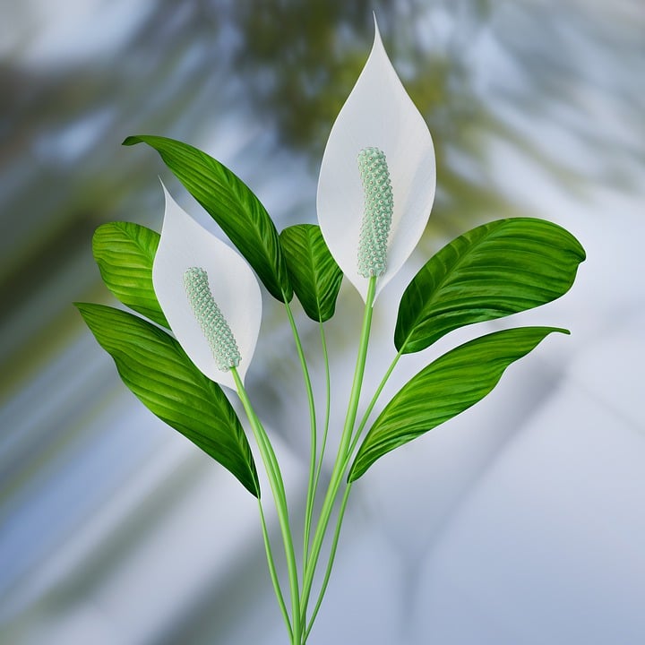 Free Peace Lily Plant illustration and picture