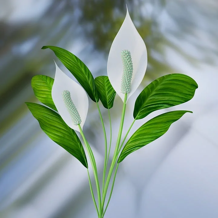 Why are the leaves on peace lily turning yellow?