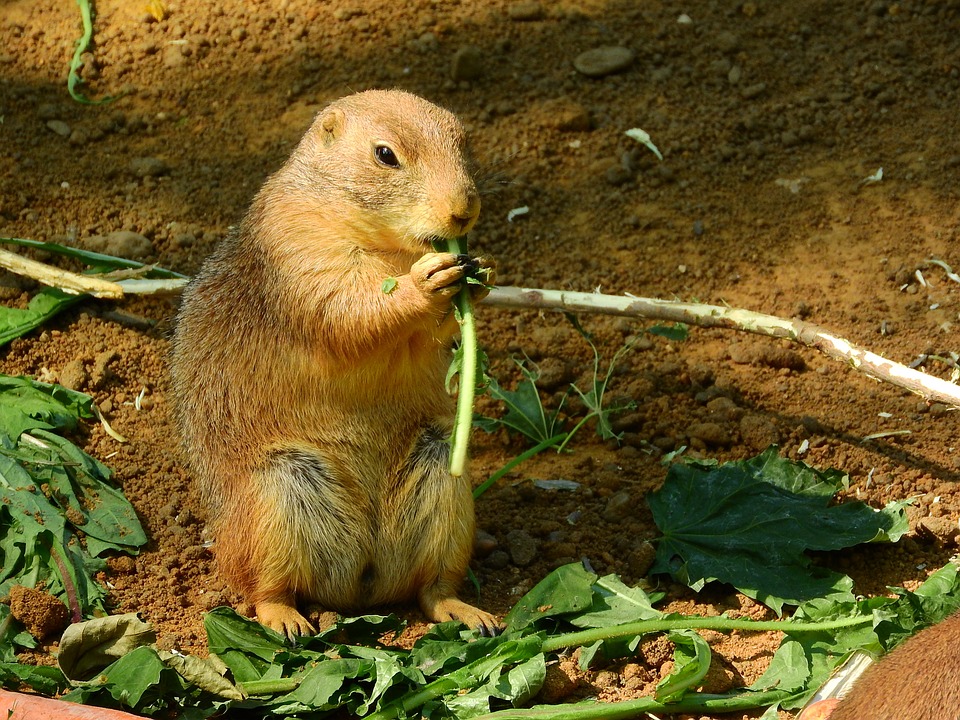 Free Prairie Dog Cynomys Ludovicianus photo and picture