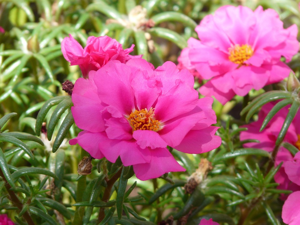 Free Purslane Florets Portulaca Grandiflora photo and picture