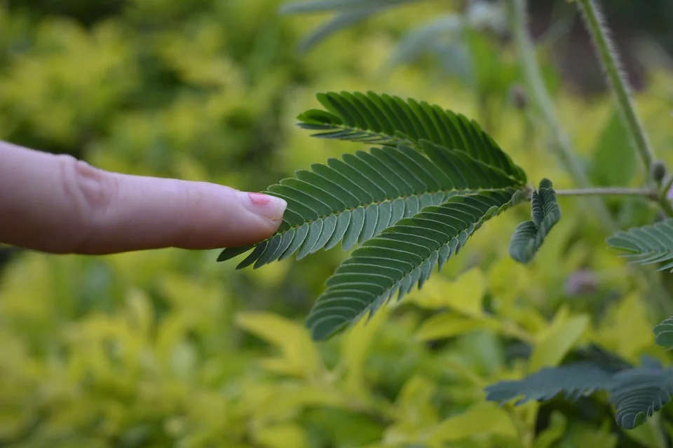 What is thigmonasty in plants?