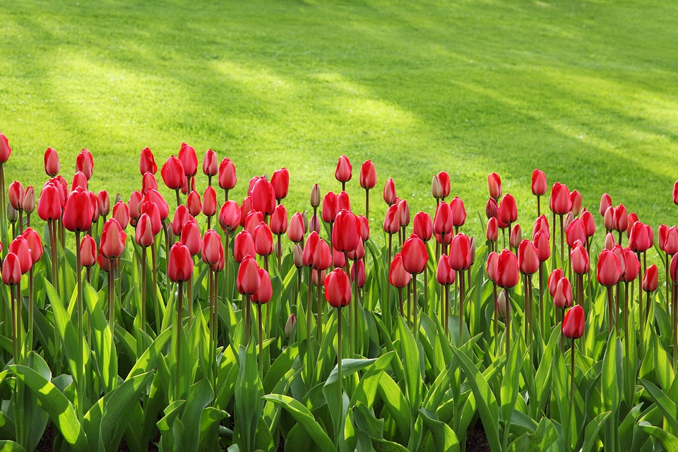 Free Tulips Flowers photo and picture