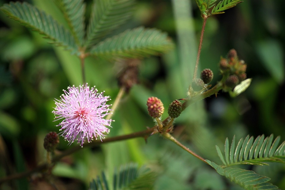 Free Wildflower Flower photo and picture