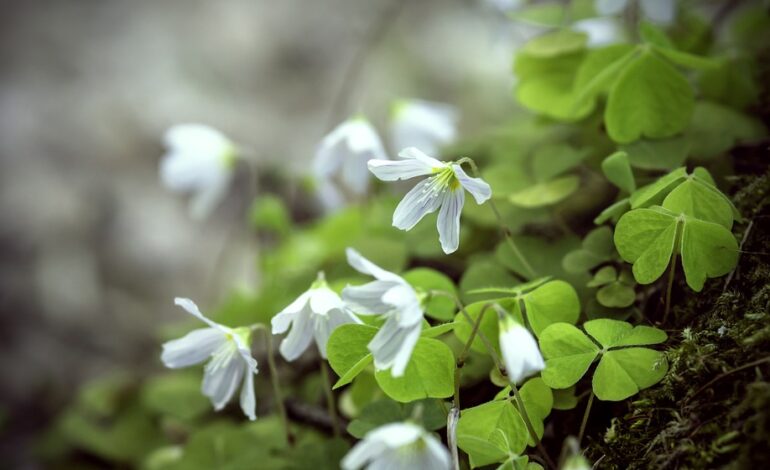 Free Wood Sorrel Oxalis Acetosella photo and picture showing nyctinasty