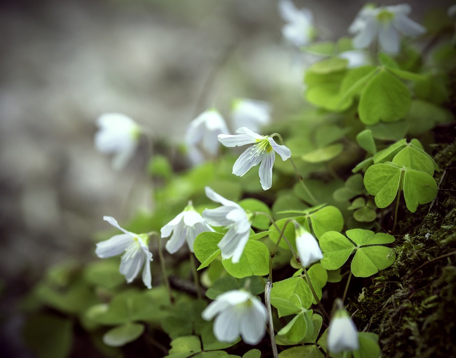 Free Wood Sorrel Oxalis Acetosella photo and picture