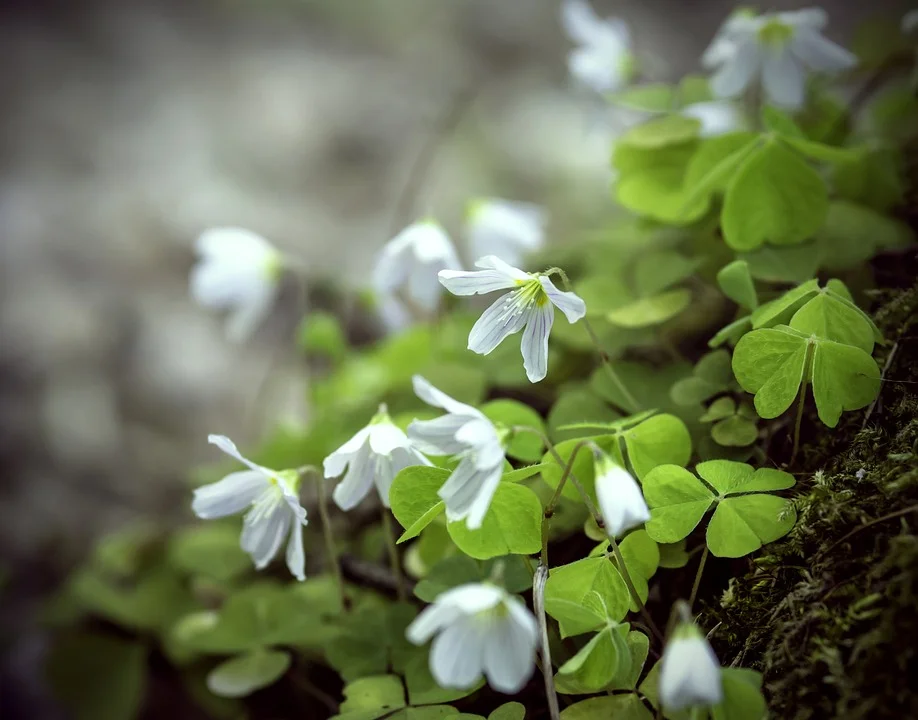 What are nyctinastic plants?