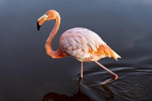 Flamingo Birds