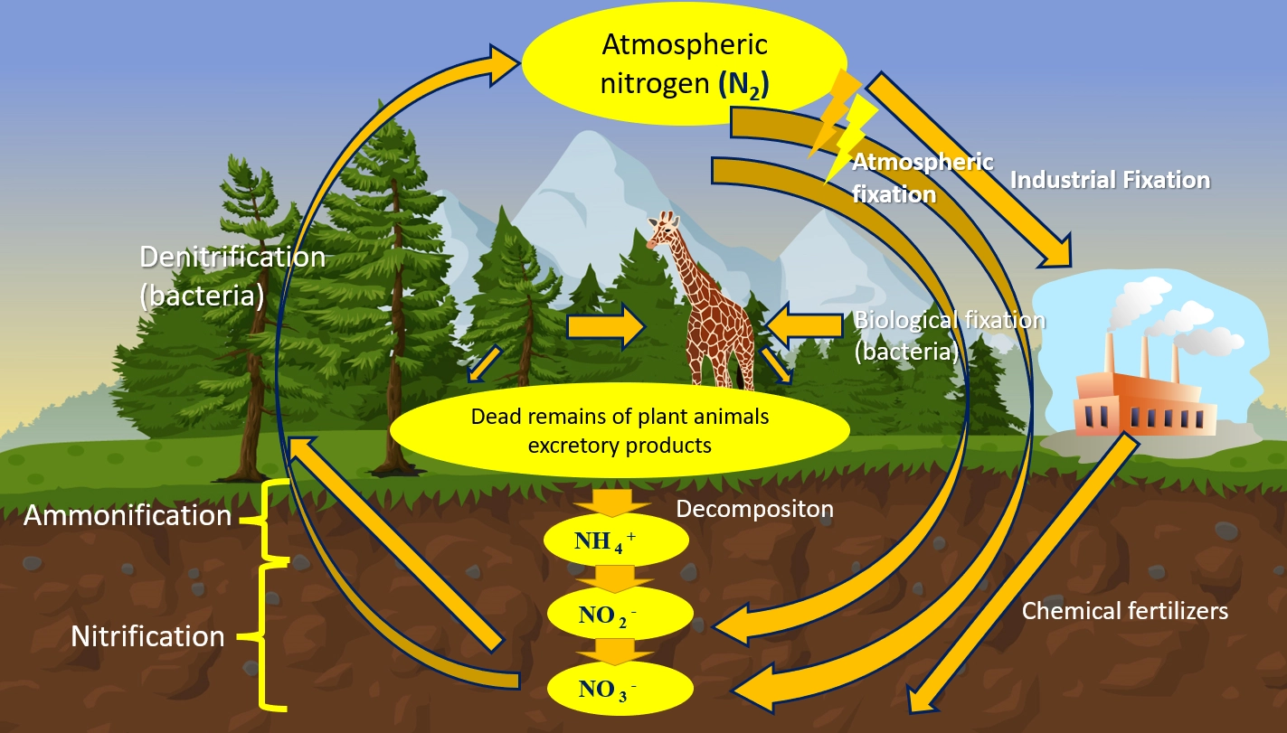 Why are bacteria a necessary part of the nitrogen cycle?