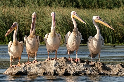 Pelican birds in Florida – Nature study notes