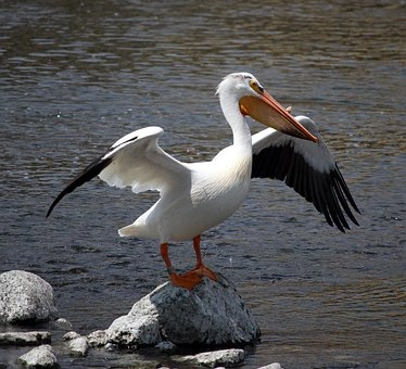 Webbed Feet: – Pelican birds in Florida