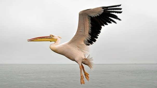Excellent Vision: – Pelican birds in Florida