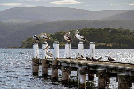 Social Behavior: – Pelican birds in Florida