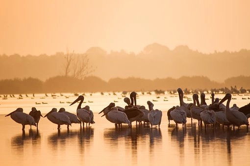 Pelicans’ habitats – Pelican birds in Florida