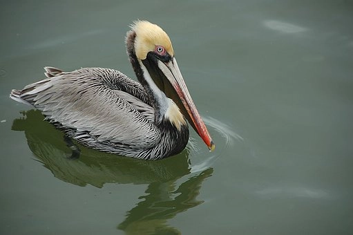 Brown Pelicans – Pelican birds in Florida