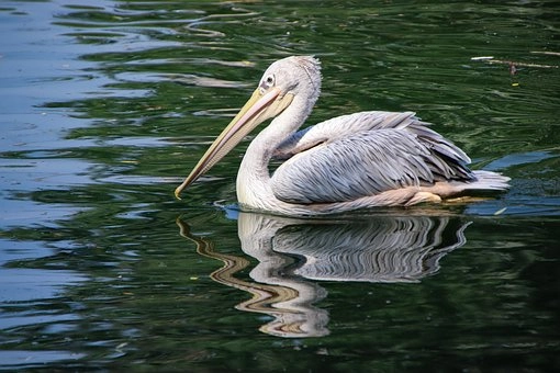 Pictures of pelican birds – Pelican birds in Florida