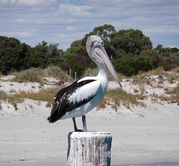 Pictures of pelican birds – Pelican birds in Florida