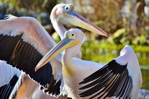 Pictures of pelican birds – Pelican birds in Florida