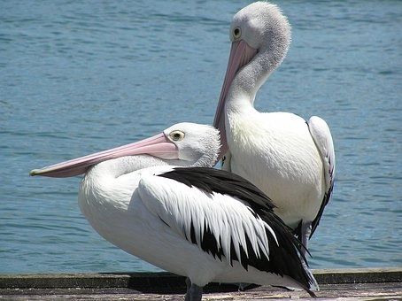Pictures of pelican birds – Pelican birds in Florida