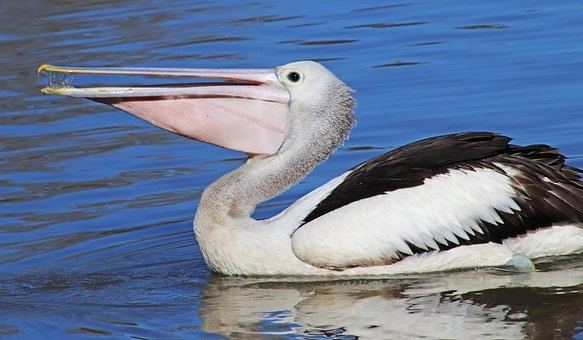Pelican birds in Florida