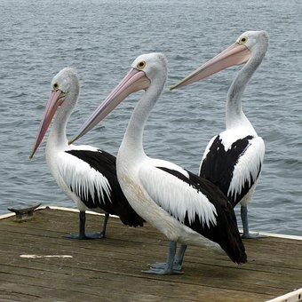 Water-resistant Feathers: – Pelican birds in Florida