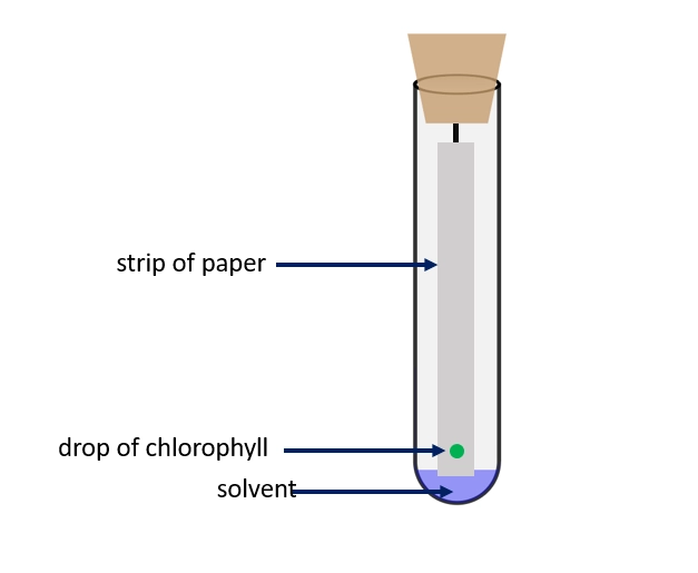 Compound separation in chlorophyll by chromatography – Compound separation techniques in chemistry