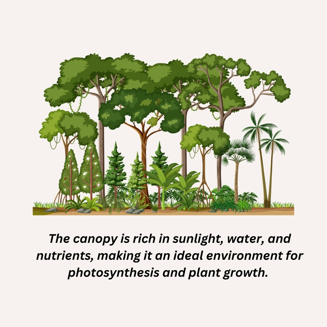 Importance of Biodiversity in Jungle Ecosystems