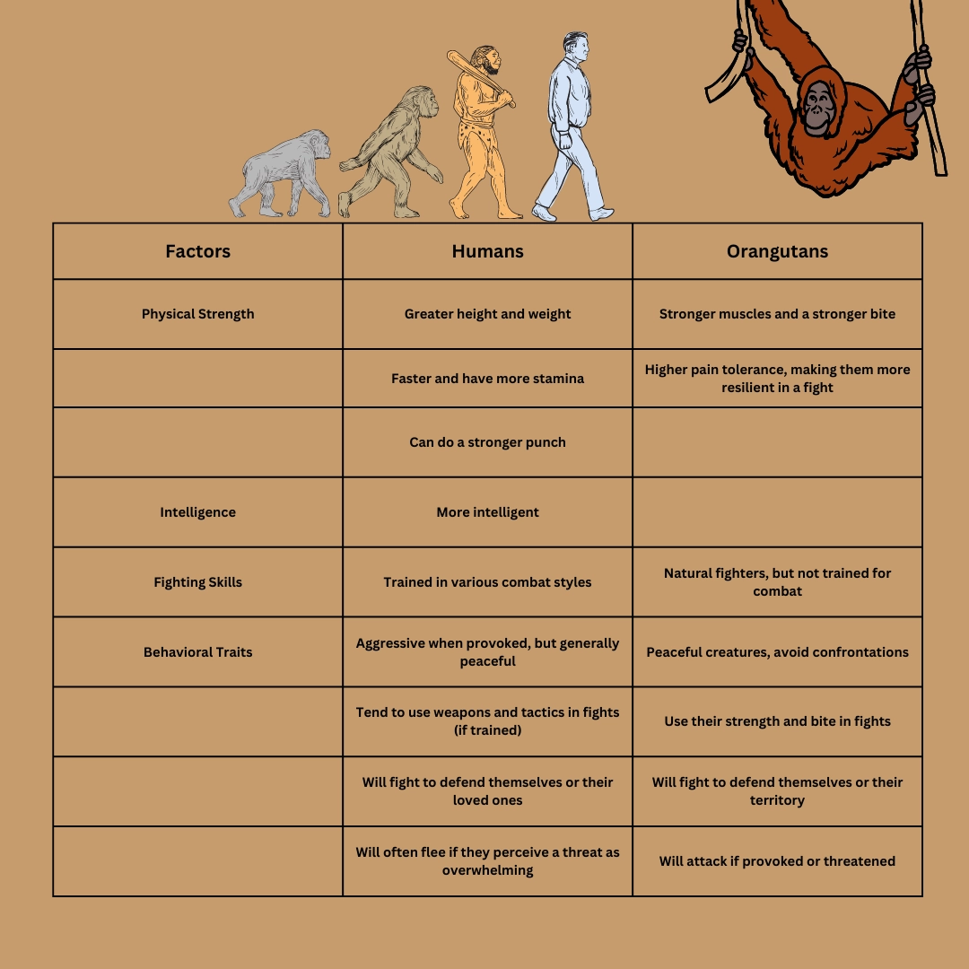 Humans vs Orangutans – Humans vs Apes: Who would Win in a Fight?