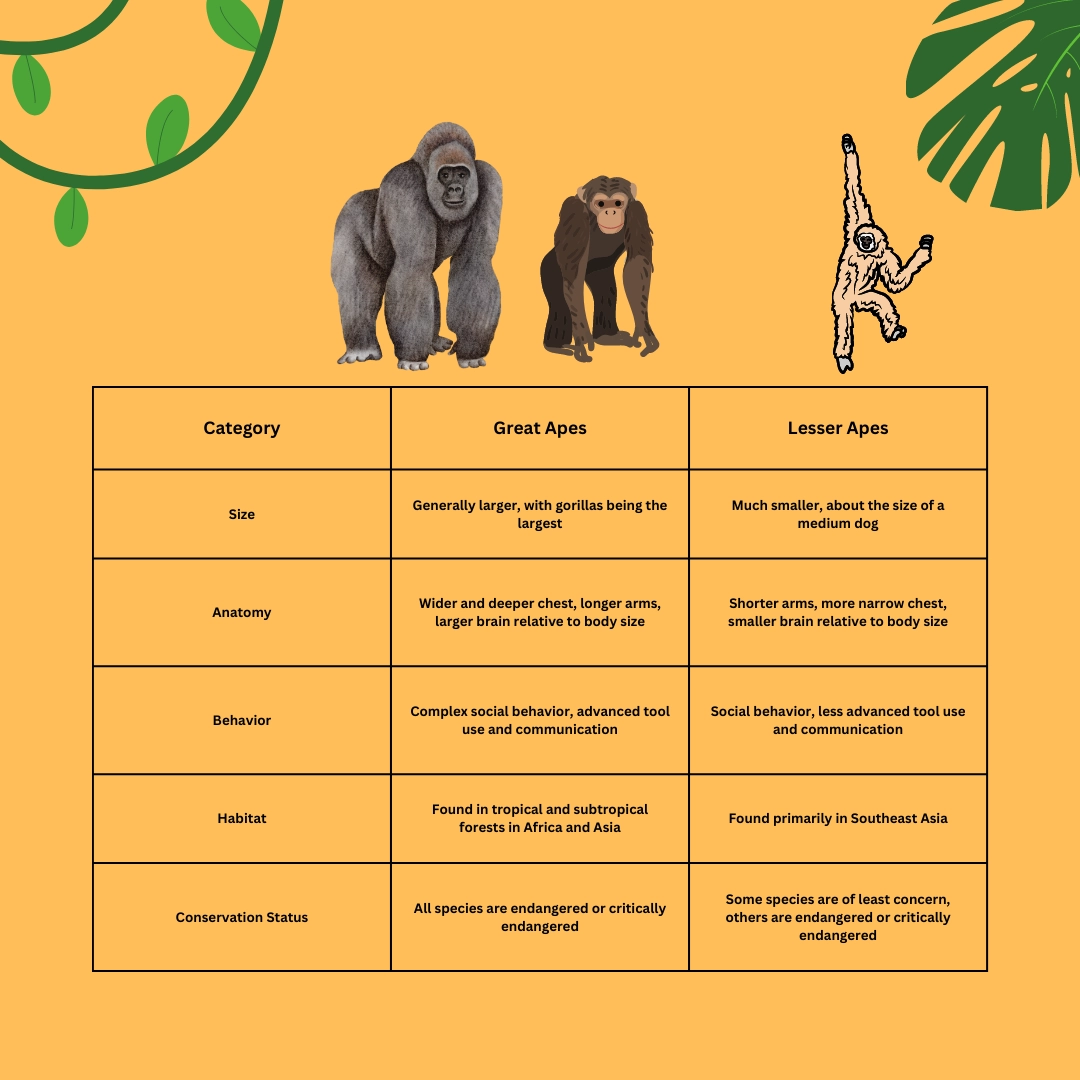 Great apes vs lesser apes – Humans vs Apes: Who would Win in a Fight?