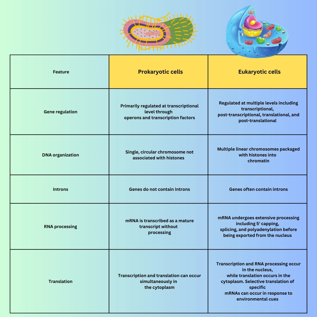 major differences in gene expression between prokaryotic cells and eukaryotic cells – Eukaryotic cells and prokaryotic cells