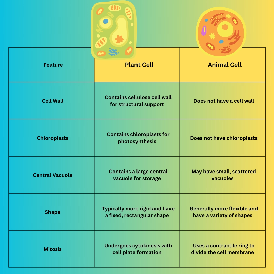 Eukaryotic cells and prokaryotic cells
