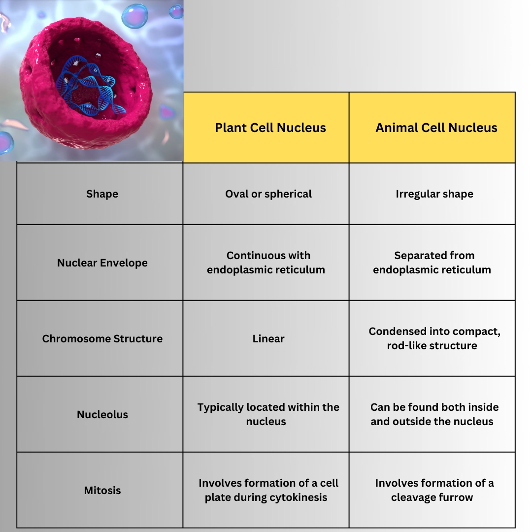 Differences between plant cell and animal cell nucleus: – Eukaryotic cells and prokaryotic cells