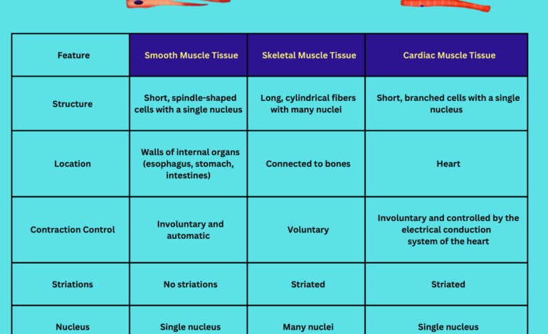  Smooth muscle tissues, Skeletal muscle tissues and Cardiac muscle tissues