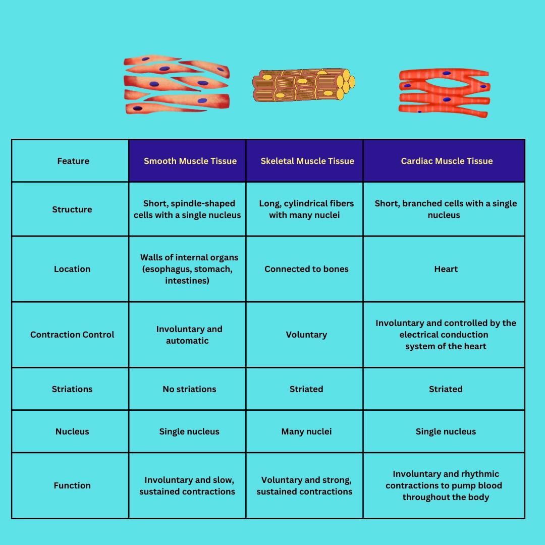 Smooth muscle tissues, Skeletal muscle tissues and Cardiac muscle tissues
