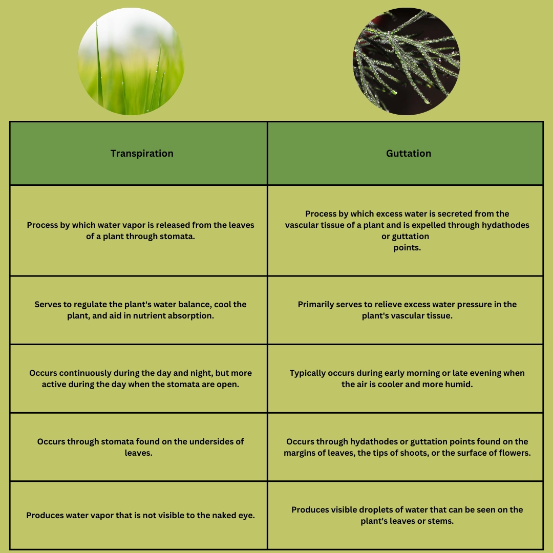 Differences between transpiration and guttation