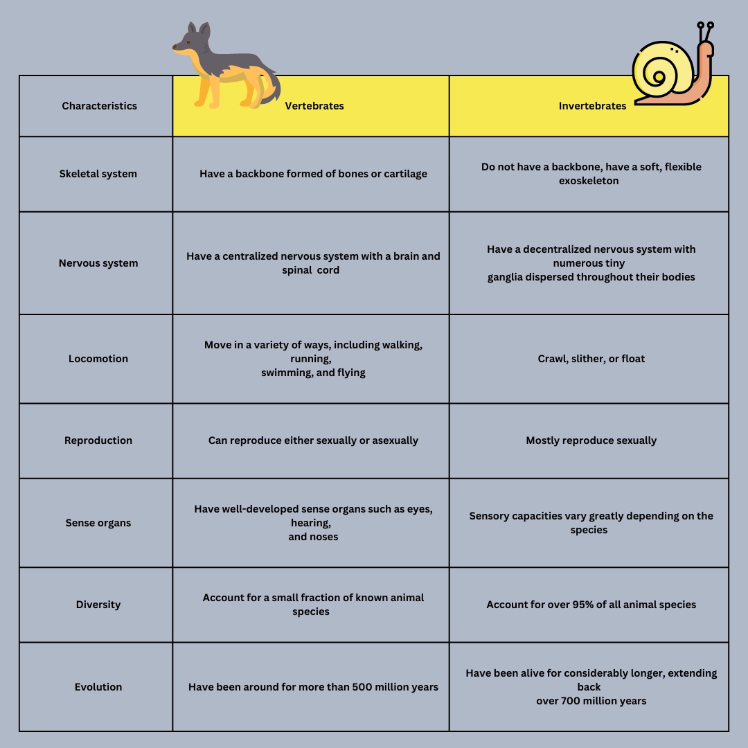 Differences between Vertebrates and invertebrates