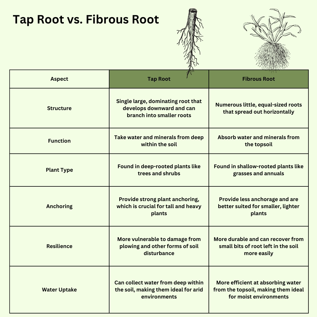Differences between Tap Root and Fibrous Root – Differences in plants - biology definitions