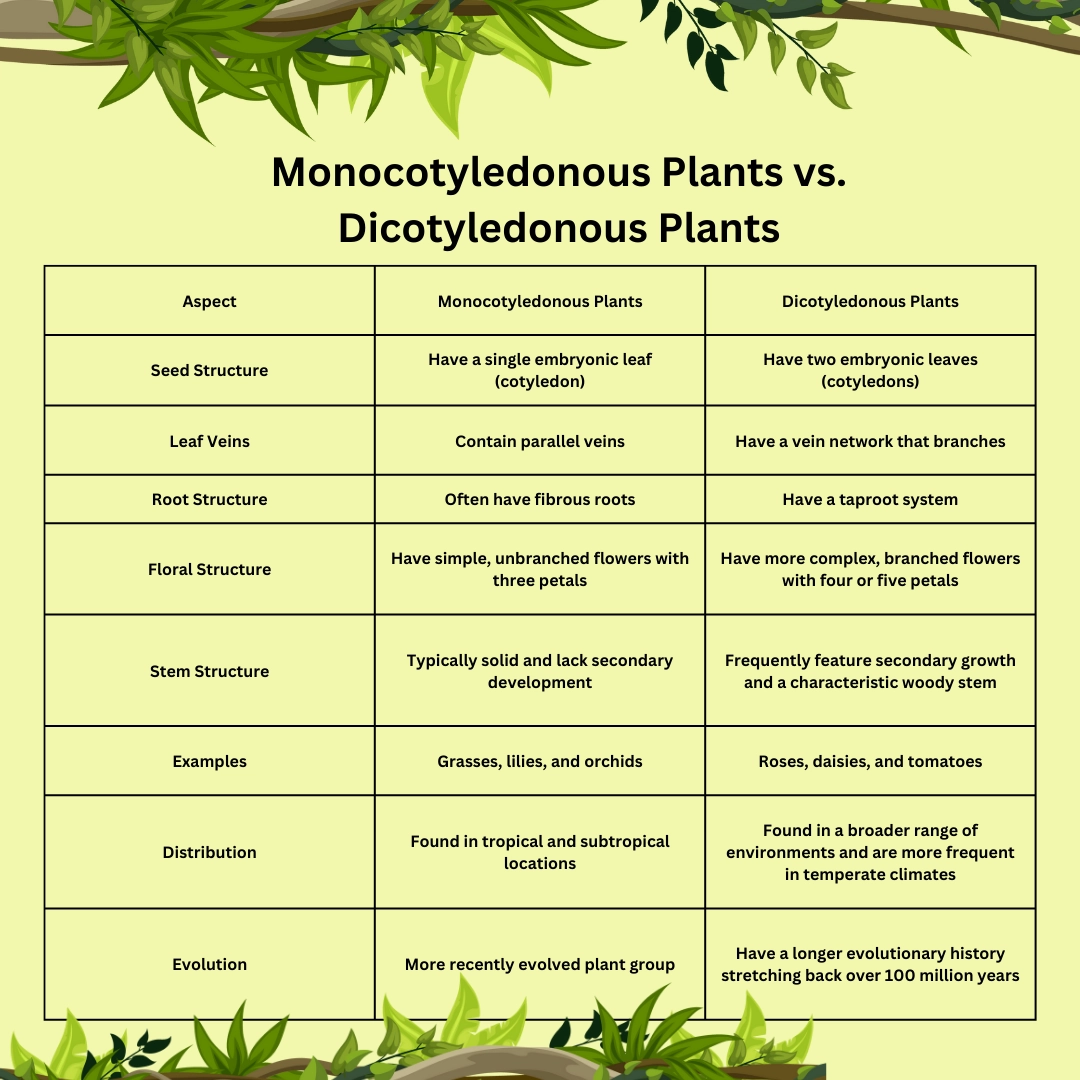 Differences between Monocotyledonous and dicotyledonous plants – Differences in plants - biology definitions