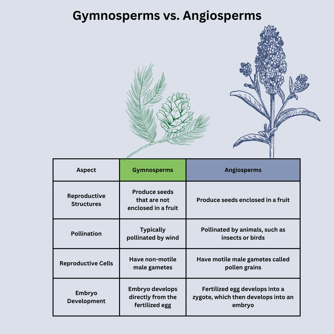 differences between gymnosperms and angiosperms – Differences in plants - biology definitions