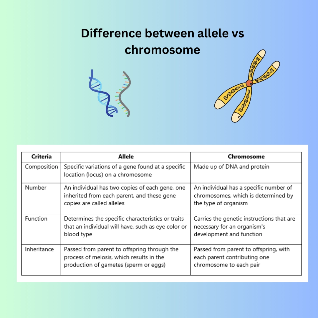 allele vs chromosome – Genetics definitions, DNA RNA types, Mitosis and meiosis – differences