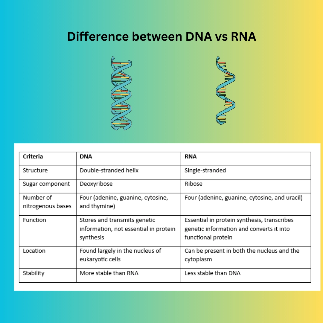 Differences between DNA vs RNA – Genetics definitions, DNA RNA types, Mitosis and meiosis – differences
