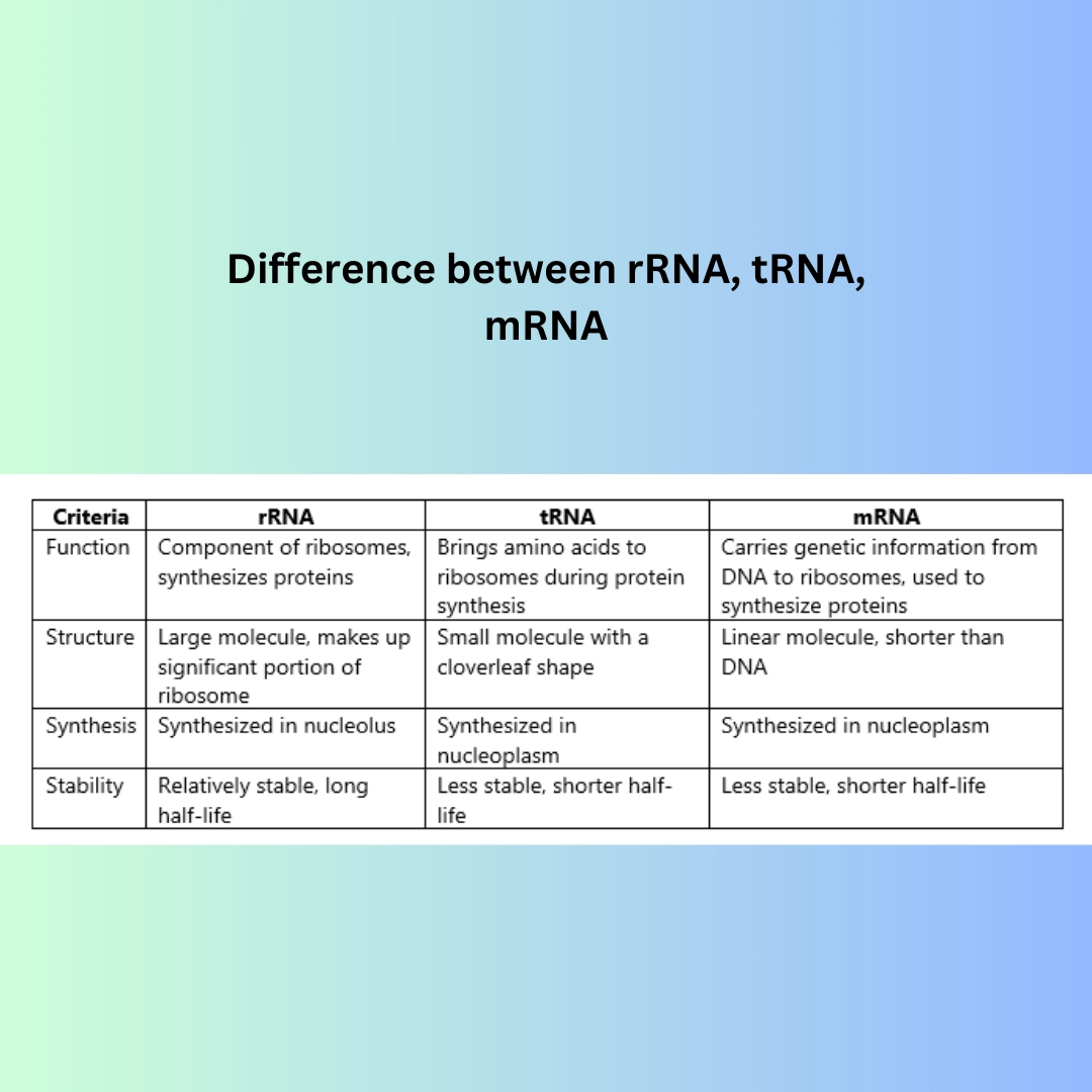 compare rRNA, tRNA and mRNA – Genetics definitions, DNA RNA types, Mitosis and meiosis – differences