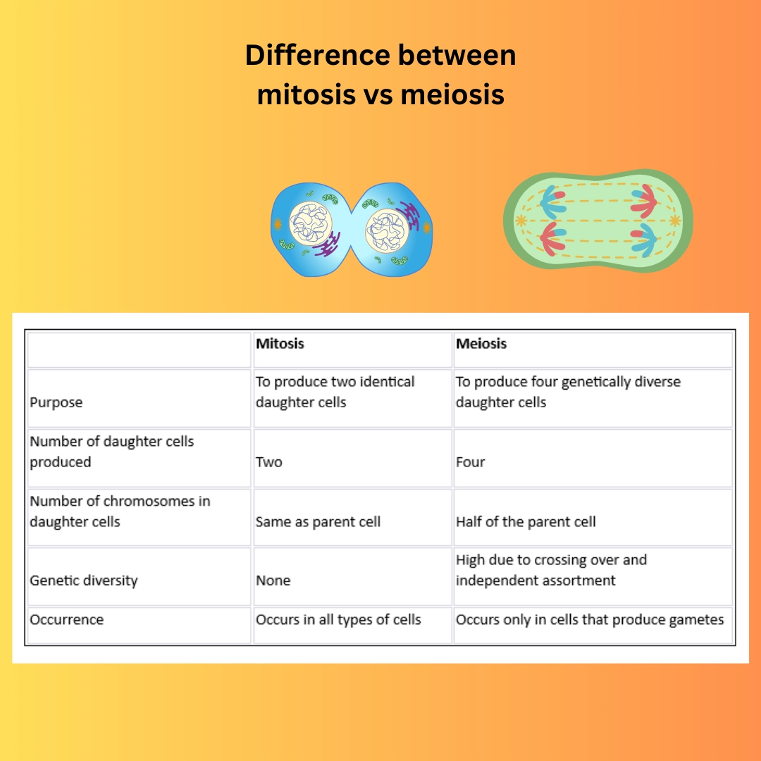 list the differences between mitosis and meiosis – Genetics definitions, DNA RNA types, Mitosis and meiosis – differences