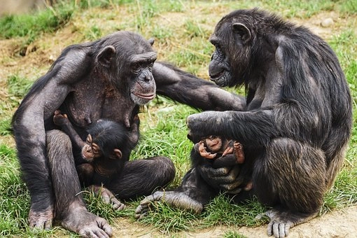 Vocalizations – Animal Behavior: How Different Species Communicate and Interact