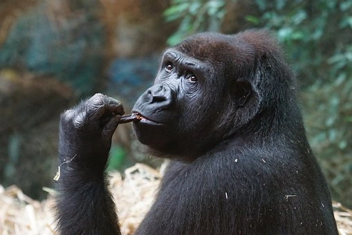 Body language – Animal Behavior: How Different Species Communicate and Interact