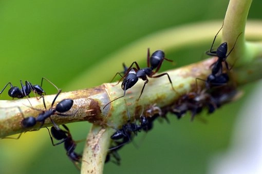 Chemical signals – Animal Behavior: How Different Species Communicate and Interact