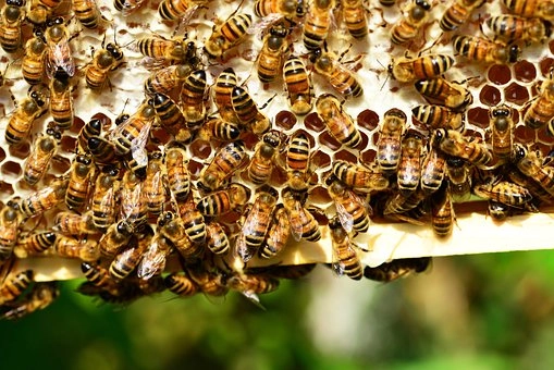 Social hierarchies – Animal Behavior: How Different Species Communicate and Interact