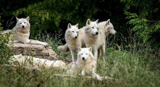 Cooperative behavior – Animal Behavior: How Different Species Communicate and Interact