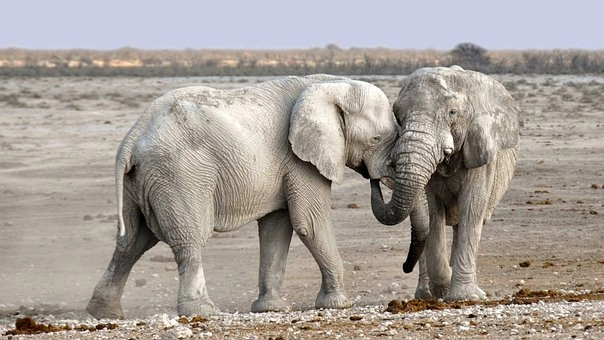 Animal Behavior: How Different Species Communicate and Interact