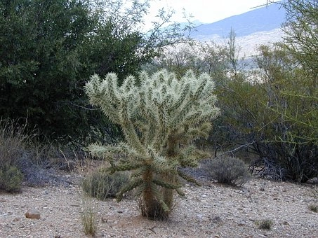 Most Dangerous Cactus in the Desert – Cactus in desert food chains